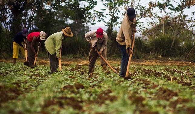 Agricultores cubanos.