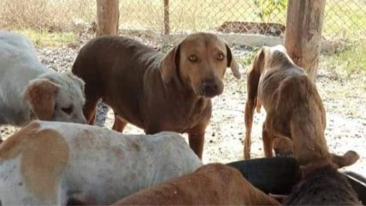 Perros en un refugio en Sancti Spíritus.