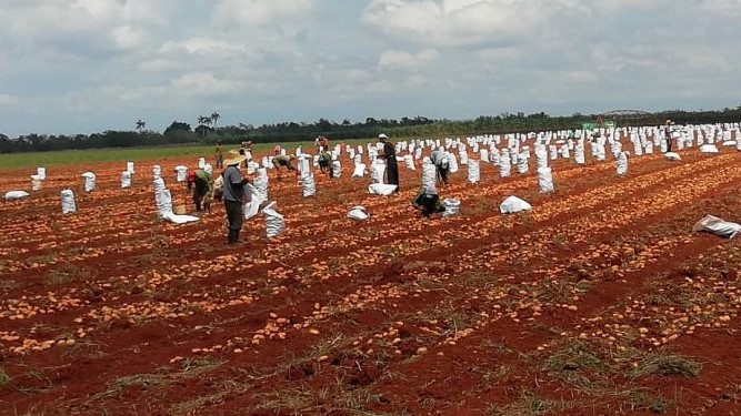 Recogida de papas en Cuba.