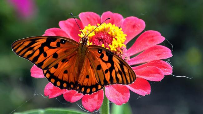 Una mariposa en Cuba.