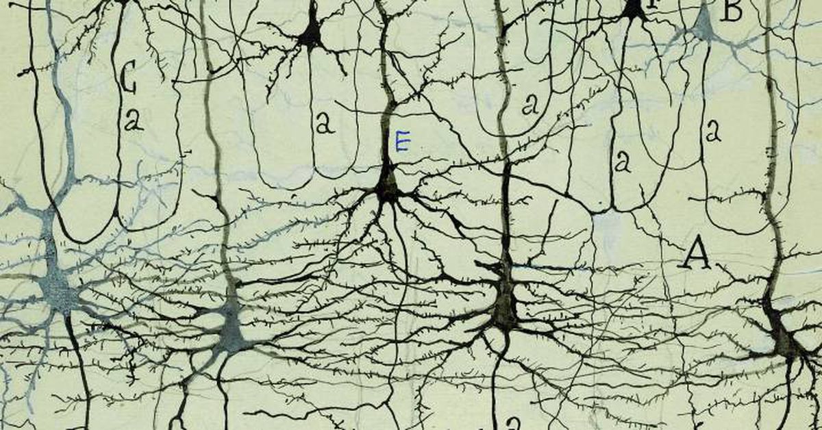 Dibujo de nervios, Santiago Ramón y Cajal.