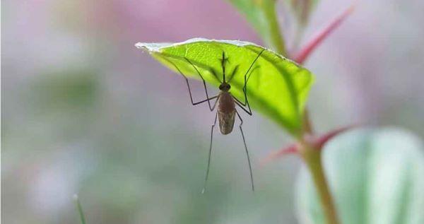 Mosquito transmisor de la fiebre del Oropouche.