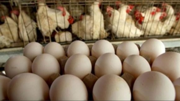 Gallinas ponedoras y huevos en una granja avícola cubana.