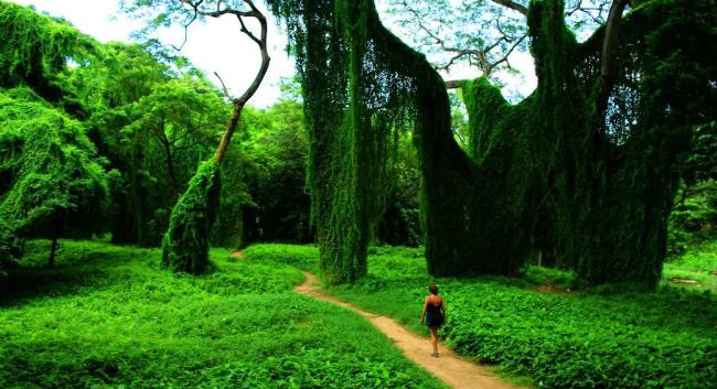 Bosque de La Habana.