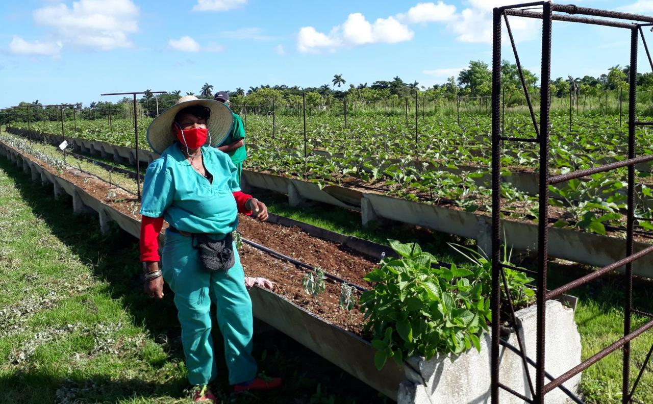 Una trabajadora en un organopónico cubano.