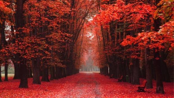 Bosque rojo de Chernobil.