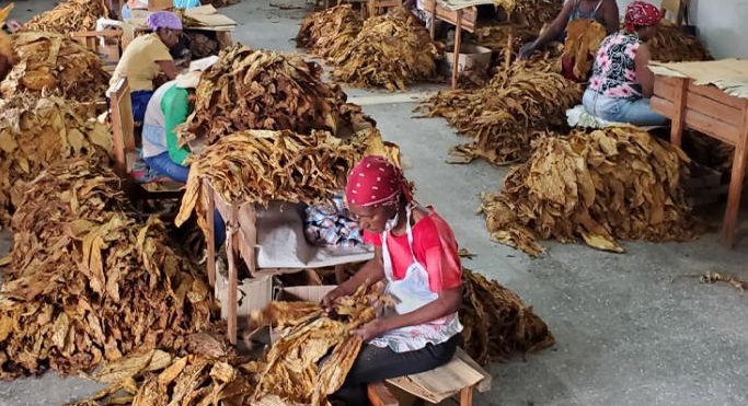 Mujeres cubanas procesan tabaco.