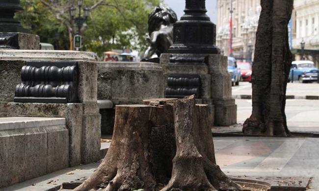 Árboles talados en el Paseo del Prado, La Habana, en 2016.